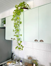 Adesivo Envelopamento Verde Menta
