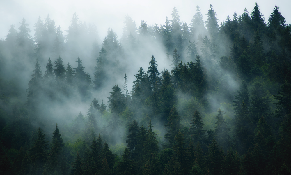 Painel de Parede Adesivo Bosque Névoa