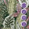 Papel de Parede Adesivo Folhagem Tropical
