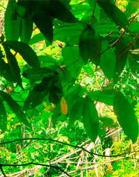 Painel de Parede Adesivo Cachoeira