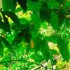Painel de Parede Adesivo Cachoeira